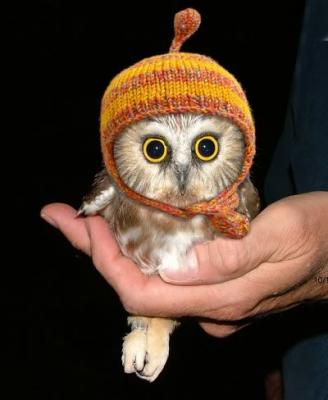 Прикрепленное изображение: owl-in-a-hat.jpg
